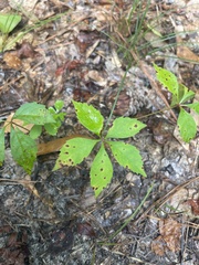 Parthenocissus