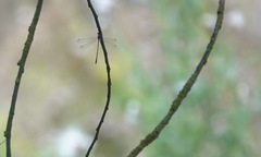 Chalcolestes viridis