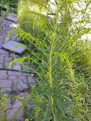 Solidago altissima