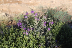 Solanum sturtianum