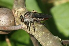 Heteropogon macerinus