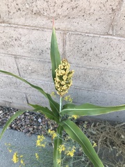 Sorghum bicolor