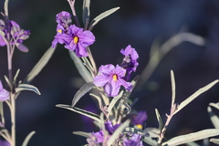 Solanum sturtianum