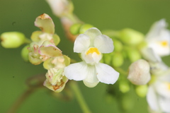 Cardiospermum halicacabum