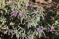 Solanum sturtianum