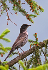 Turdus torquatus