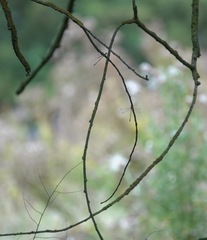 Chalcolestes viridis