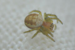 Araniella