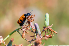 Mylabris quadripunctata
