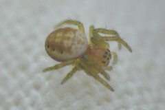 Araniella