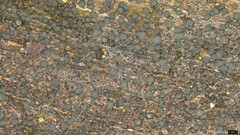 Pezizomycotina