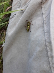 Megacyllene angulifera