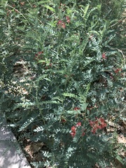 Sphaerophysa salsula