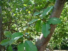 Psidium