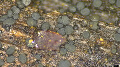 Pezizomycotina