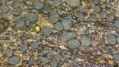 Pezizomycotina