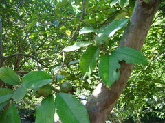 Psidium