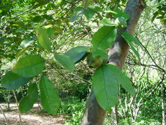 Psidium