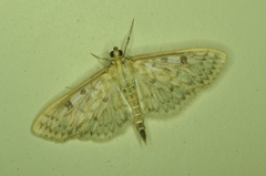 Herpetogramma aquilonalis