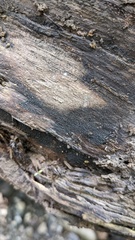 Pezizomycotina