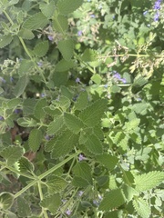 Lamiaceae