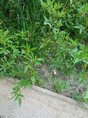 Silene latifolia alba