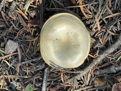 Suillus tomentosus