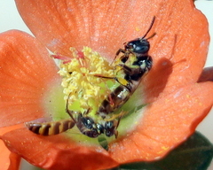 Perdita sphaeralceae