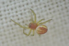 Araniella