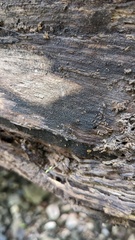 Pezizomycotina