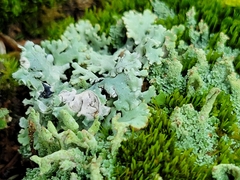 Hypogymnia physodes