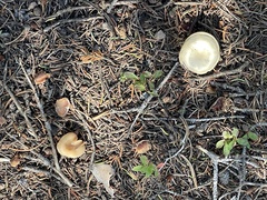 Suillus tomentosus