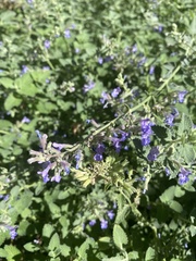 Lamiaceae