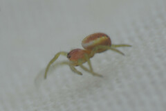 Araniella