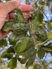 Aceria mackiei