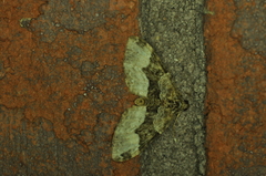 Euphyia intermediata