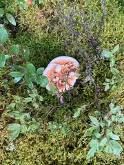 Hydnellum aurantiacum