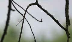 Chalcolestes viridis