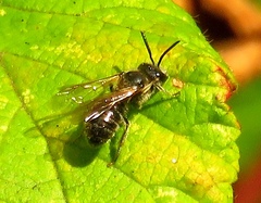 Lasioglossum