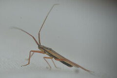 Heteroptera
