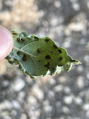 Aceria mackiei
