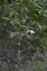 Silene latifolia alba