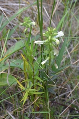 Pedicularis lanceolata