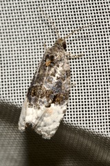 Apotomis betuletana