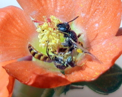 Perdita sphaeralceae