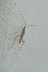 Heteroptera