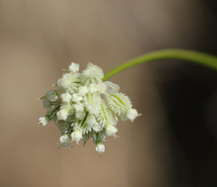 Astrantia minor