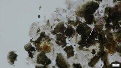 Pezizomycotina
