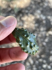 Aceria mackiei