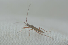 Heteroptera
